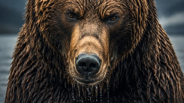 Captivating Textures: Grumpy Beasts That Make Unique Wallpapers
