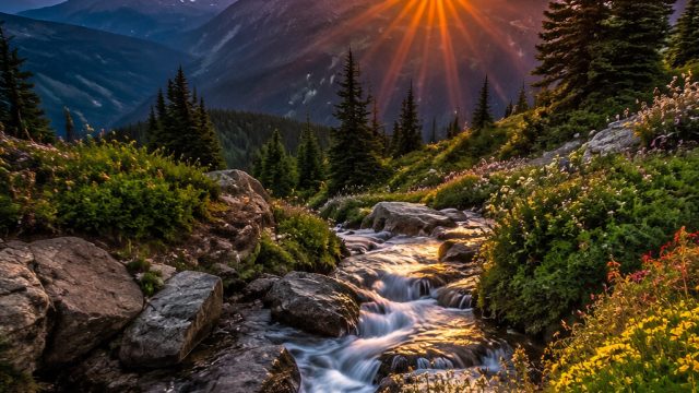 Enchanting Nature: Stunning Wallpapers for Every Device