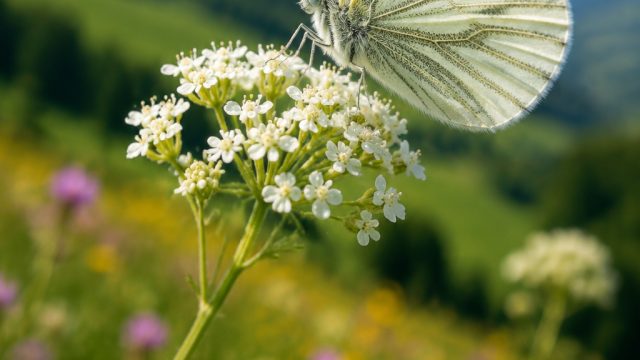 Nature's Serenity: The Green Veined White Butterfly Experience