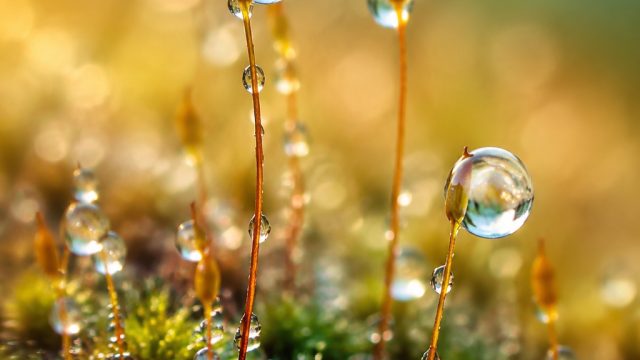 Captivating Macro Worlds: Explore Stunning Close-Up Photography