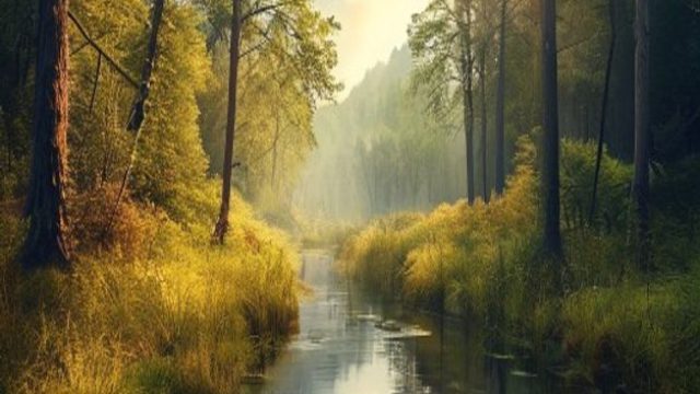 Captivating Nature: Embrace the Serenity of Forest Landscapes