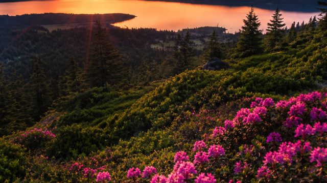 Stunning Nature-Inspired Wallpapers for Your Devices