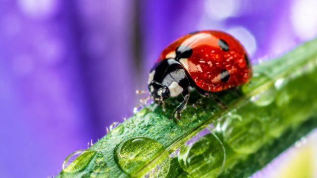 Discovering Macro Photography: A World of Tiny Details | captain fiddles, fifa club world cup uae 20