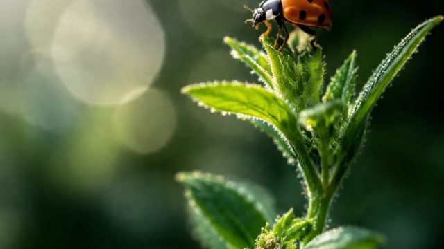 Exploring Nature Through Macro Photography | ajudan 88, cara pinjam spaylater