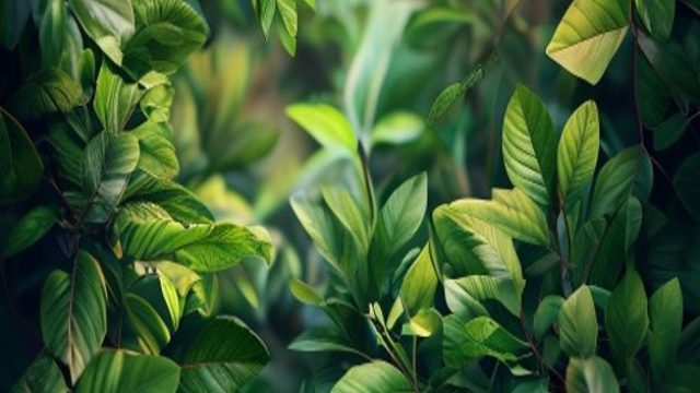 Enchanting Greenery: Nature's Palette for Your Screens