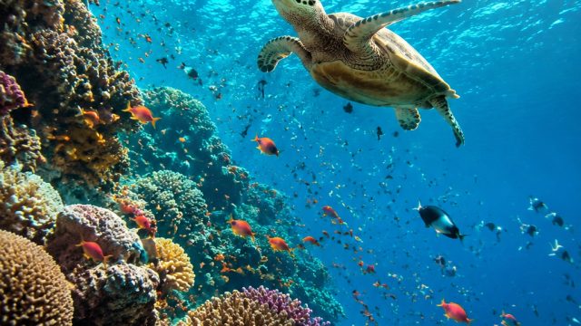 Discover the Depths: Vibrant Marine Life Wallpaper Gallery | togel online via gopay, roulette, bonus138 login