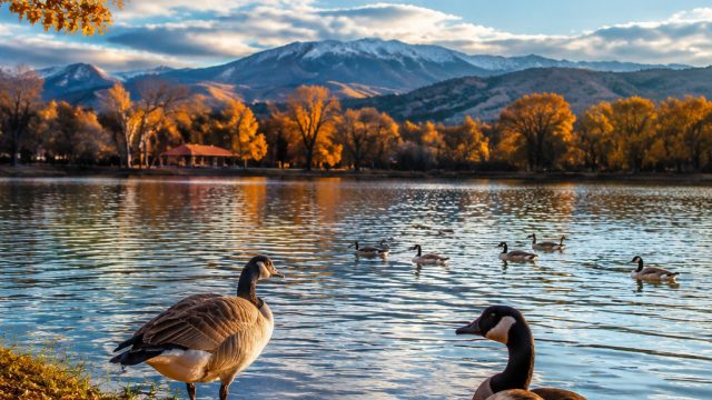 Captivating Geese in Denver: Nature's Wallpaper Masterpiece | tebingtoto slot, monte carlo online casino, judi master88