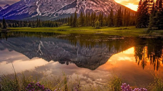 Captivating Nature: A Fresh Take on Photography Wallpapers