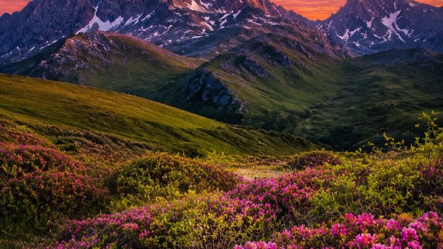 Capturing Nature's Beauty: Stunning Wallpaper Inspirations