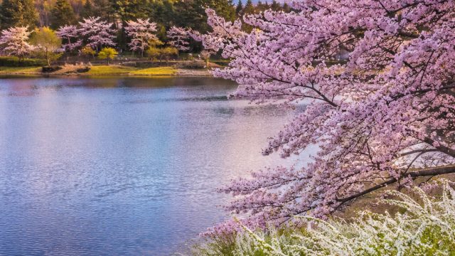 Embrace Nature's Calm: Stunning Japanese Landscape Wallpapers
