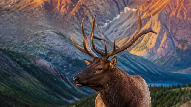 Experience the Beauty of Nature Through Stunning Wildlife Wallpapers
