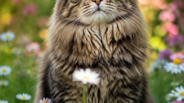 Captivating Feline Imager
