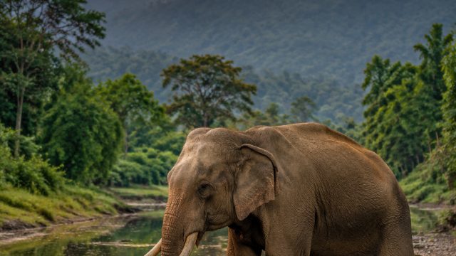 Captivating Wildlife Photography: Nature's Beauty for Your Screen