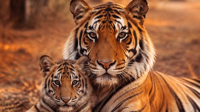 Captivating Nature: Wild Tigers in Their Heartwarming Moments