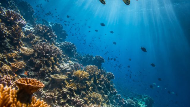 Dive Deep: Captivating Underwater Scenes for Your Screens