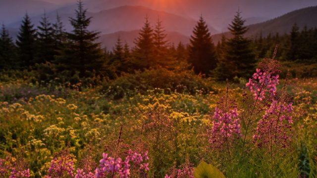 Embrace Serenity: Nature-Inspired Backgrounds for Your Digital Devices