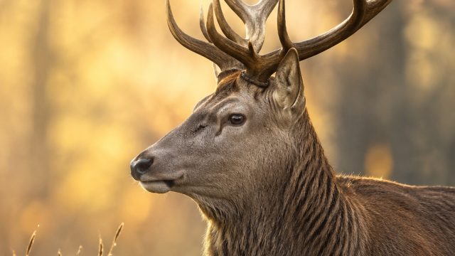Captivating Wildlife Moments: Stunning Wallpapers for Every Screen