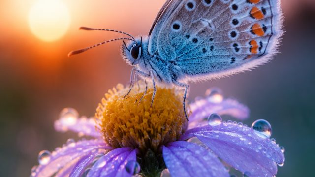 The Beauty of Macro Photography: A Closer Look | 3d hoki slot, rtp master slot, fox sports motogp