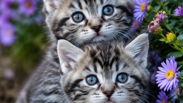 Charming Kittens: Captivating Moments for Your Screen