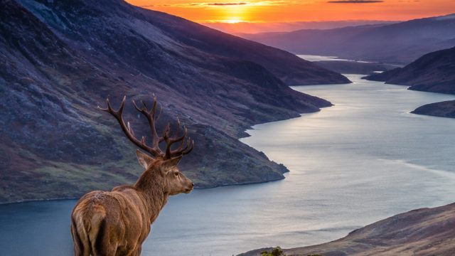 Embrace the Beauty of Nature with Captivating Wildlife Wallpapers | judi bola bola88, odds to win wo