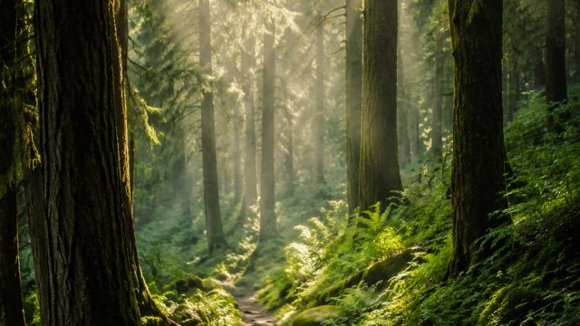 Immersive Nature: Captivating Forest Wallpaper for Every Screen