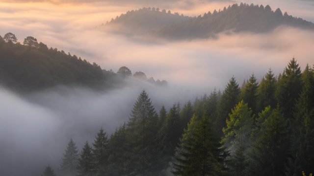 Embrace Serenity: Timeless Foggy Landscapes for Your Screen