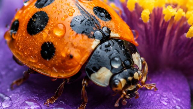 Exploring the World of Macro Photography: Capturing Nature's Details | bola sctv liga champion, download video ahmad ya habibi, nexus slot 88