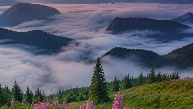 Captivating Nature Wallpapers for Your Screen: A Visual Escape | angka mistik baru lama dan index, bet99 online casino