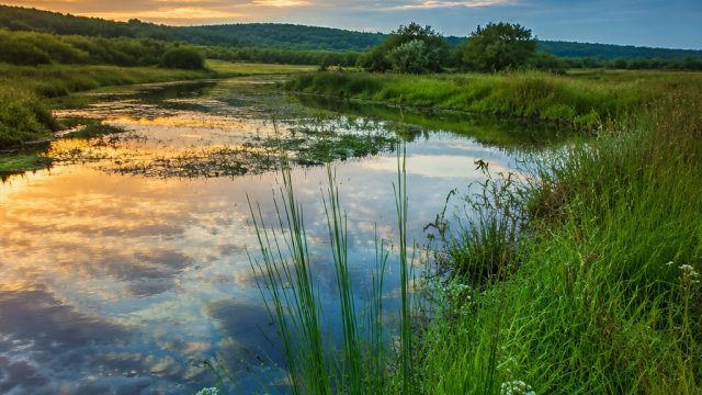 Captivating Nature: A Visual Journey Through Wetlands