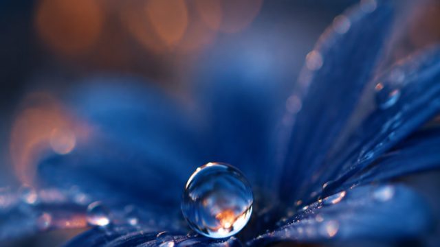 Discover the Allure of Macro Photography for Modern Wallpapers