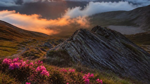 Captivating Nature: Refreshing Wallpaper Themes for Your Devices