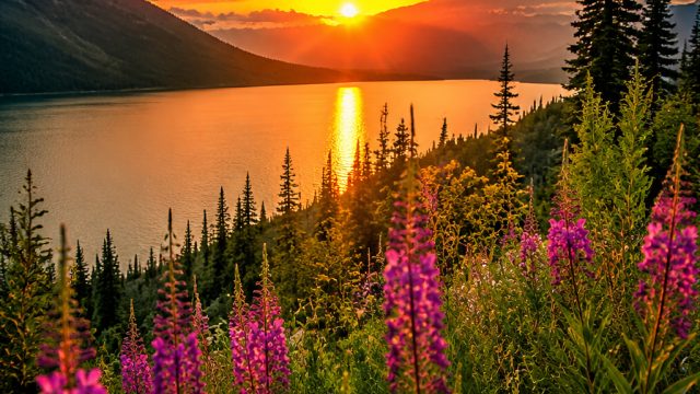 Vibrant Serenity: Embrace Nature's Beauty in Your Space
