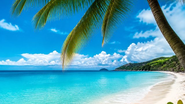 Tropical Breeze: Refreshing Summer Vibes for Your Screens