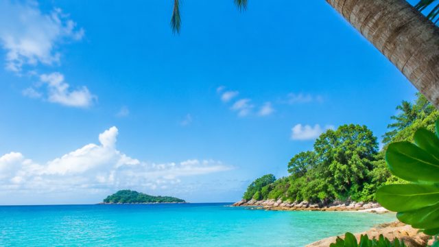 Tropical Bliss: Refreshing Wallpaper Inspirations for Your Screens