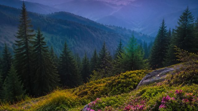 Captivating Nature Scenes: The Essence of Tranquility | goldify slots, dukun penipu di internet, rtp topcer88