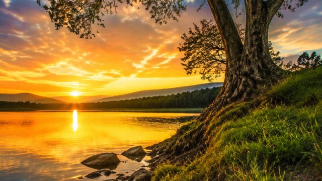 Discover Stunning Tree Photography: Nature's Artwork for Your Screen | waktu hoki main slot higgs domino, animasi 4d bergerak, situs slot gacor hari ini via dana, real madrid pes 2022, anime, cartoon