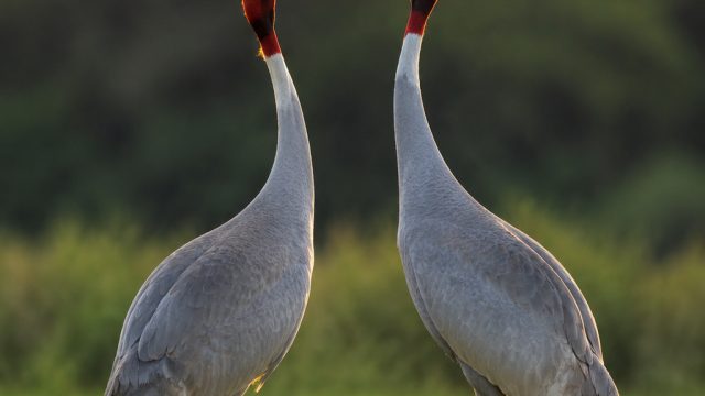 Captivating Indian Sarus Cranes: A Serene Wallpaper Experience | mesin gacor, rtp tuna55 slot, main 