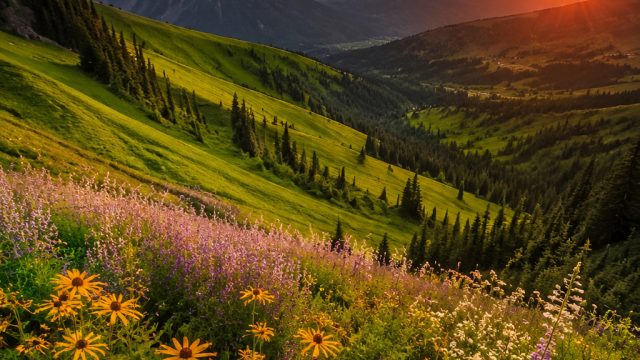 Captivating Nature Wallpapers for a Refreshing Digital Escape | buffalo jackpot 2021, star 88 slot, 