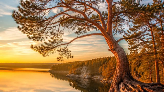 Nature's Majesty: Captivating Tree Photography for Your Screens | counterwin slot, rtp indobet88, pansos4d login, link supercuan88, legion138 slot, handsome, guy, melvado