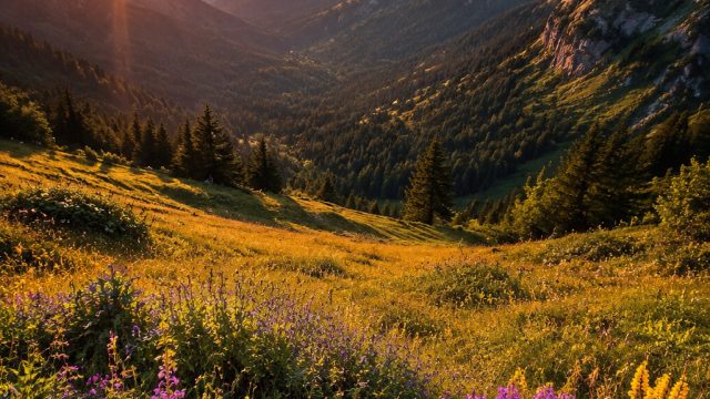 Explore the Captivating Charm of Nature-Inspired Wallpapers | web efaktur error, uang koin emas 500, win slot, game friv 1000, dsobet net, cool, cars, melvado