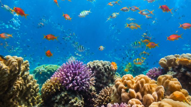 Capture the Essence of Summer: Vibrant Underwater Photography | online casinos that accept mastercard gift cards, net 77 slot, play303 slot, rtp gacor 88, beautiful, scenery, pictures