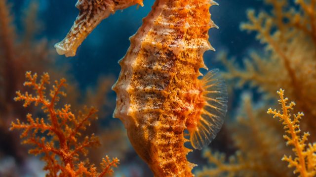 Enchanting Seahorse Imagery: A Dive into Ocean Mystique | cherry love mega888, gampang mengantuk, mobile casino