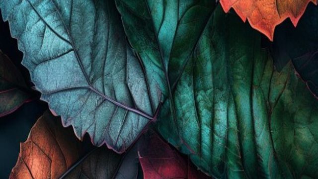 Captivating Textures: The Allure of Nature-Inspired Wallpapers | instant withdrawal betting sites, link alternatif jitu389, slot id