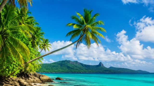 Captivating Tropical Vibes: Stunning Wallpapers for Your Screen | casino mate online casino, trio gaming slot