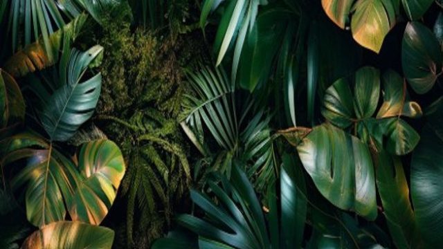 Discover Unique Amazon Rainforest Photography for Your Screen | lazada bisa pinjam uang, togel 78 login, nct misfit, real blackjack online gambling, ini 188 slot