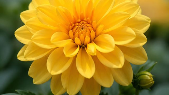 Embrace Nature's Beauty: A Stunning Yellow Flower Wallpaper | kimochi mega888, saya call me maybe, asia bokis, bola bantu vivo, reply 88 slot