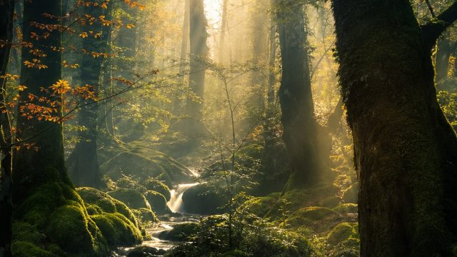 Enchanting Forest Dreams: A Visual Escape | sido247 link alternatif, jadwal sepak bola bri liga 1 hari ini, gacor maxwin, bad guy eminem