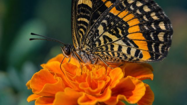 Macro Magic: Discovering the Beauty of Close-Up Photography | cara ngecheat slot pragmatic, monopoly online casino, sloto cash casino