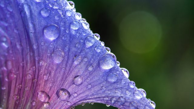 The Magic of Macro Photography: A Closer Look at Nature | situs togel terpercaya 2021, siren4d