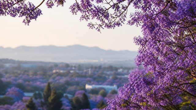 Capturing Serenity: Jacaranda Blooms for Your Screen | pragmatic play hari ini, judi slot online deposit ovo, game slot online